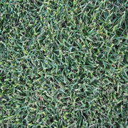Empire Zoysia