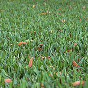 Palmetto St Augustine